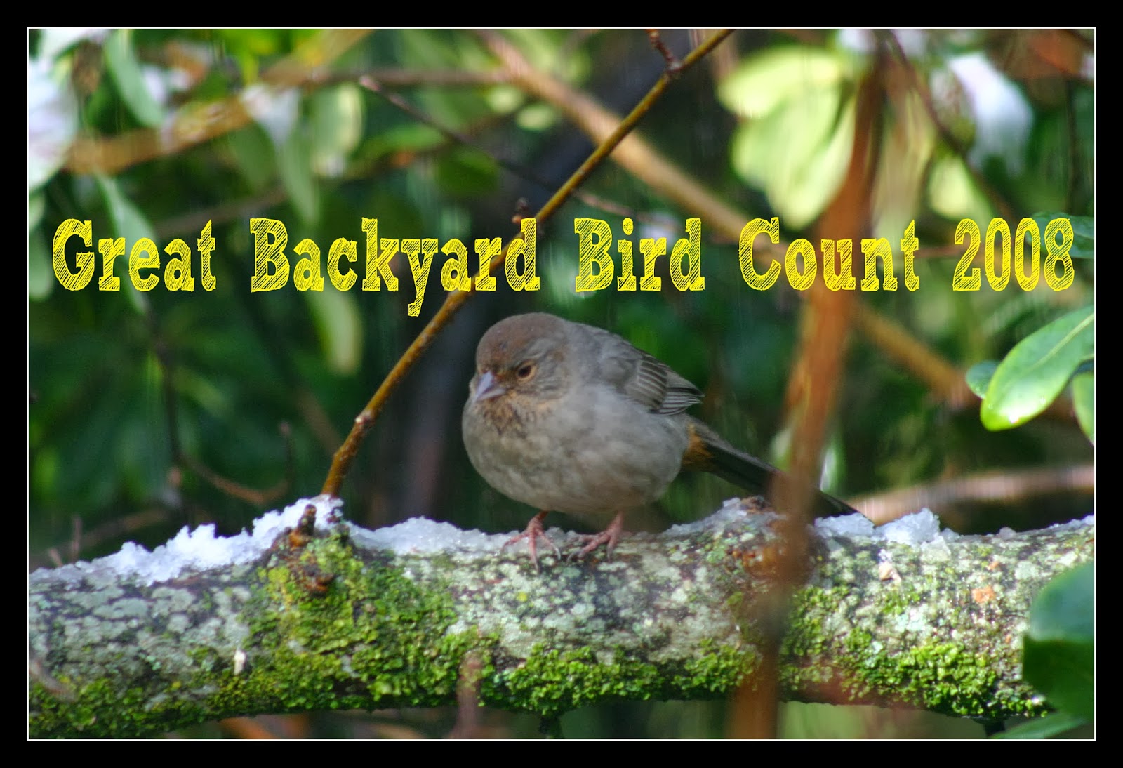 Counting Birds For The Great Backyard Bird Count Homeschool Nature Study