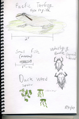 nature journal pond entry