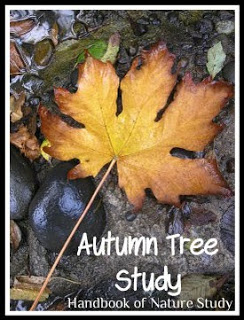 Autumn+Tree+Study+@handbookofnaturestudy.blogspot.com.jpg