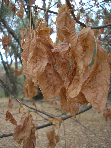 buckeye leaves 2