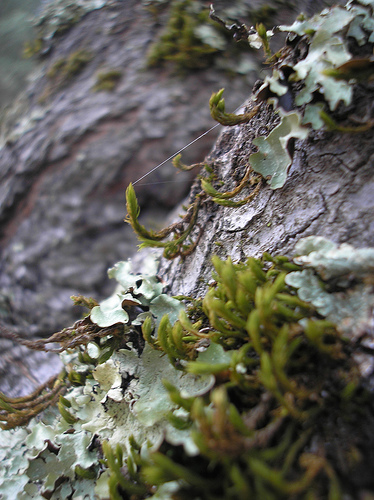tree bark with lichen and web