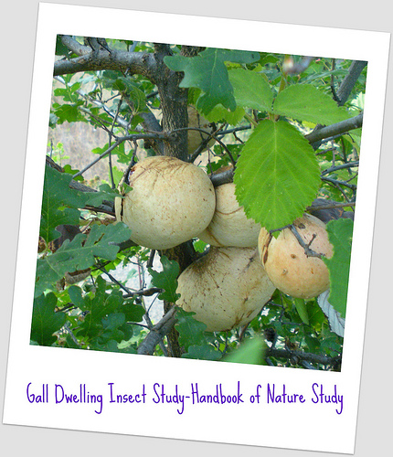 Gall Study - Handbook of Nature Study 