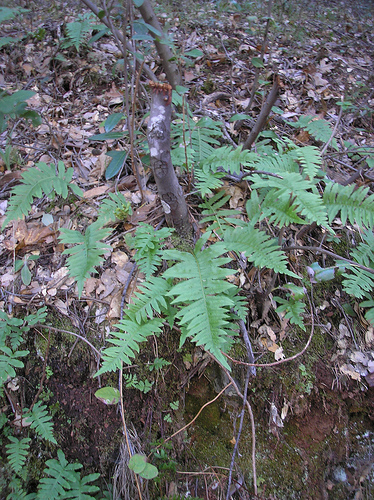 Fern 1