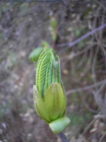 unusual bloom 1