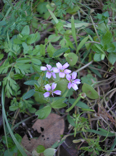 lavender flower