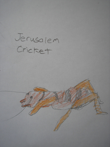 J Cricket Sketch