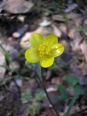 yellow wildflower 1