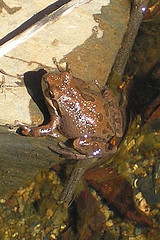 Pacific treefrog