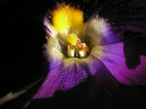 pansy centers