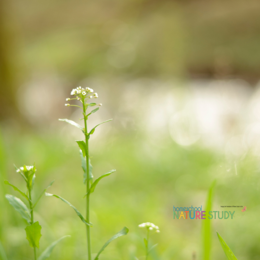 Spring homeschool nature study curriculum contains Outdoor Hour Challenges, custom notebook pages as well as art and music appreciation.