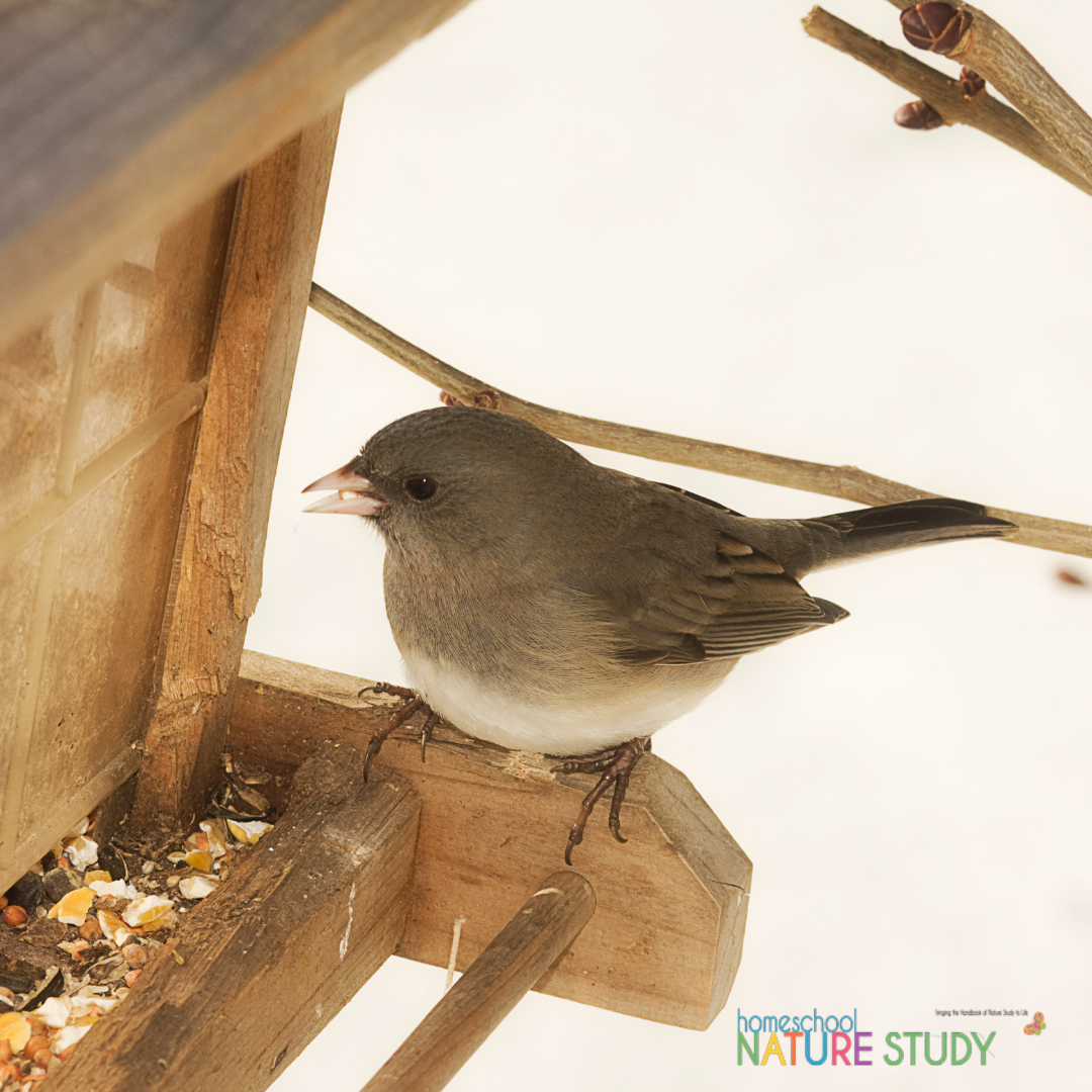 Here you will find all sorts of ideas for attracting birds to your yard for homeschool nature study and birdwatching without ever leaving your backyard.