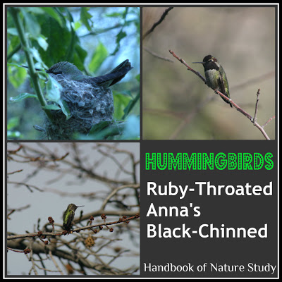 Hummingbird+Nature+Study+@HBNatureStudy.jpg