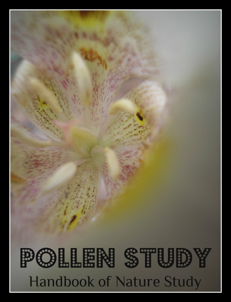 Pollen+Study+@handbookofnaturestudy.blogspot.com.jpg