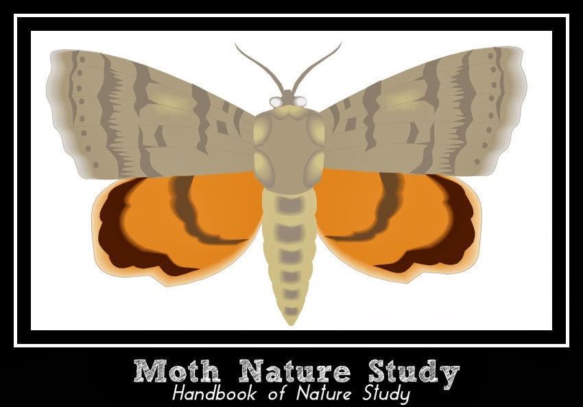 Moth+Nature+Study+@handbookofnaturestudy.jpg