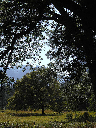 Oak Tree Yosemite Valley