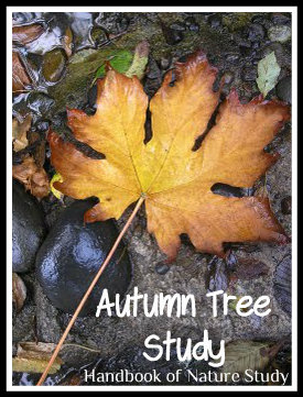 Autumn Tree Study @handbookofnaturestudy