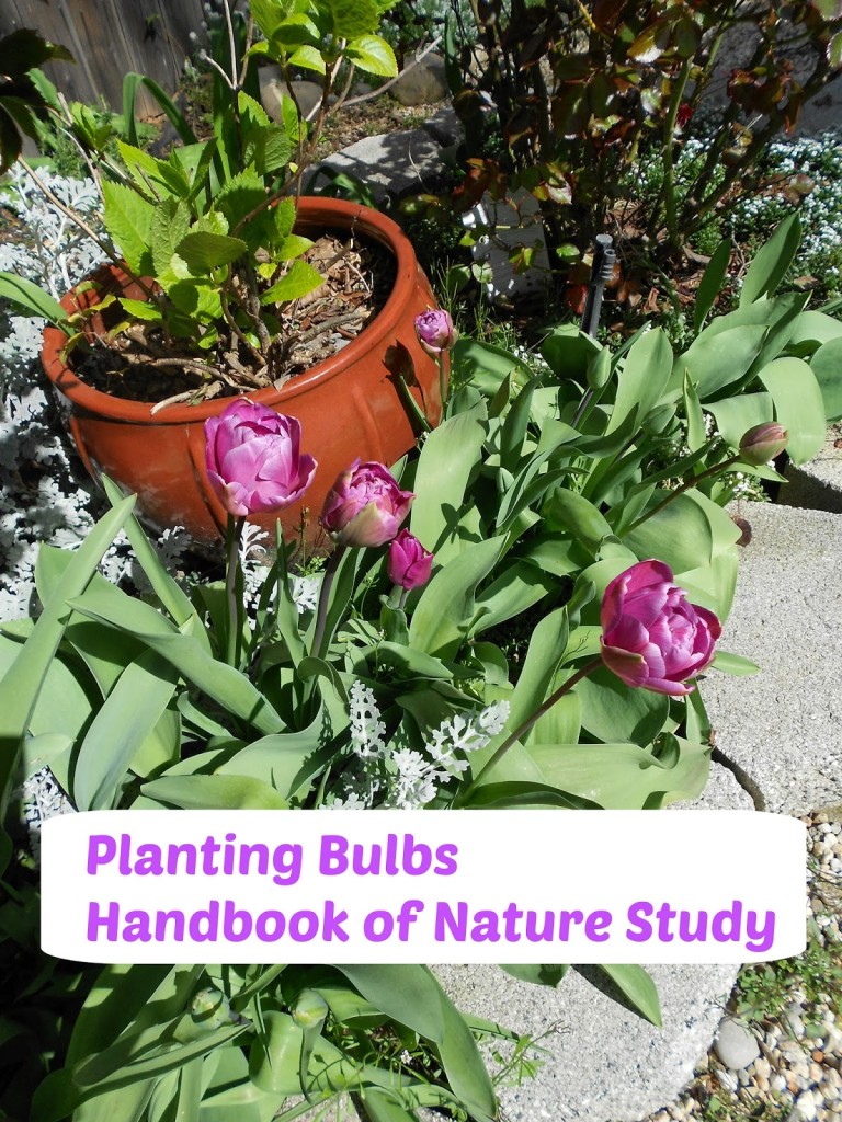 Planting+Bulbs+@handbookofnaturestudy.jpg