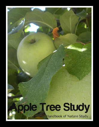 Apple Study @handbookofnaturestudy