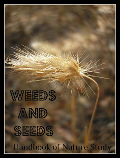 https://naturestudyhomeschool.com/2008/09/outdoor-hour-challenge-30-weeds-and.html