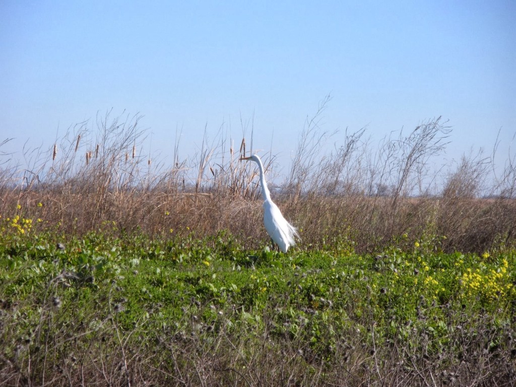 Great+egret.jpg