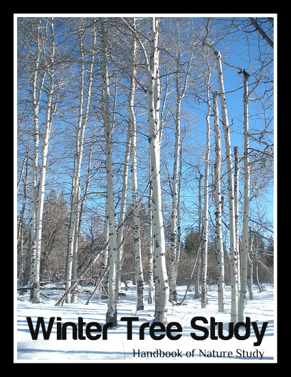 Winter+Tree+Study+Button.jpg