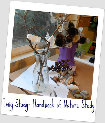 Twigs in a Vase - Beginning our Twig Study