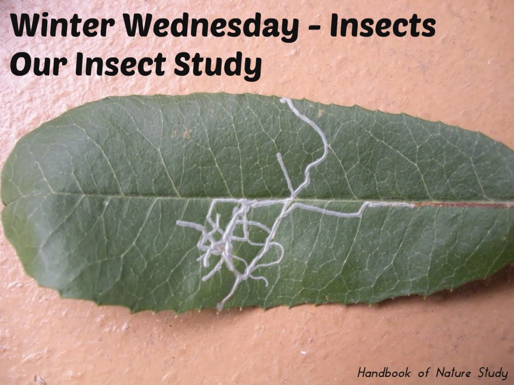 Winter+Wednesday+Insect+Study+@handbookofnaturestudy.jpg