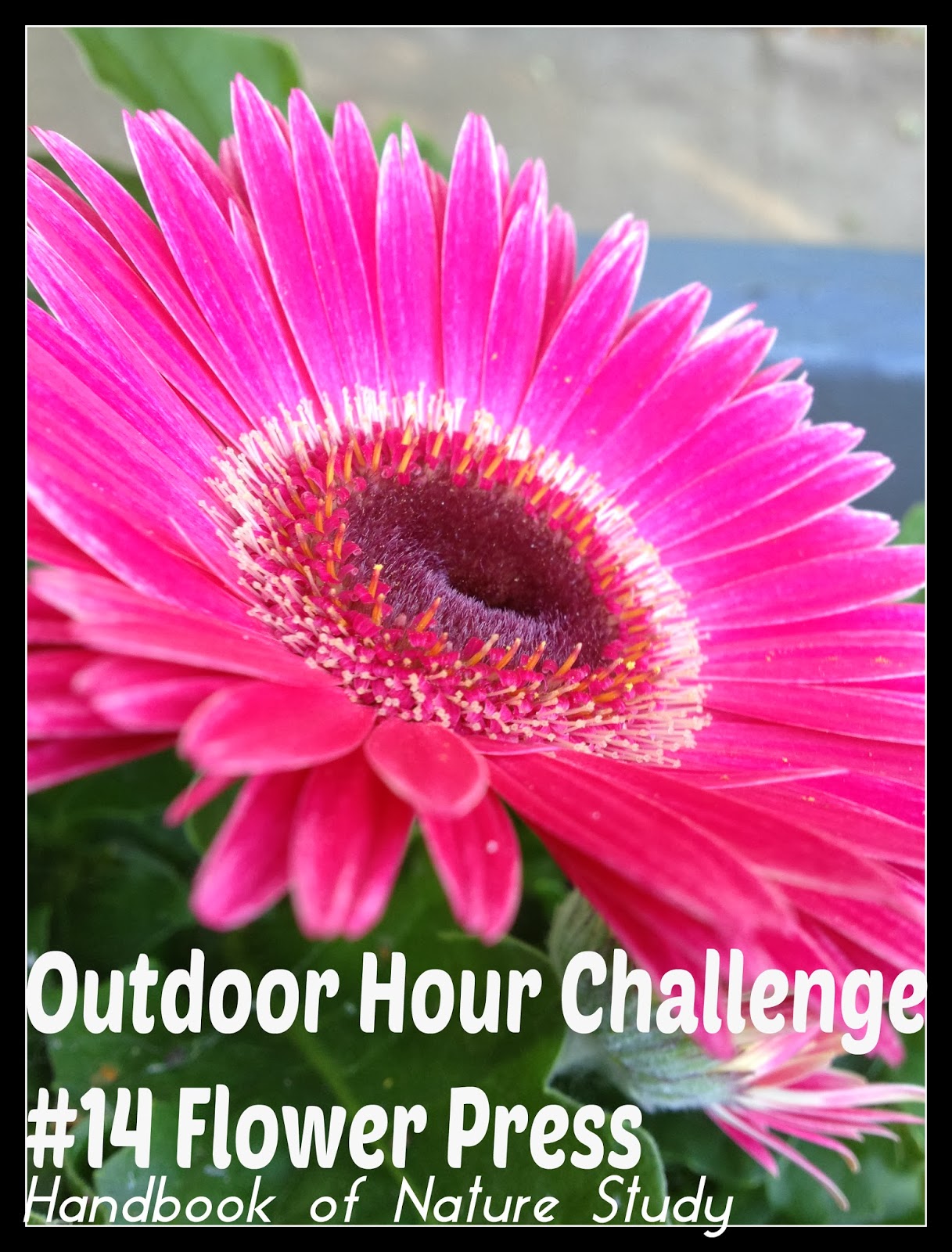 https://naturestudyhomeschool.com/2008/05/green-hour-challenge-14-pressing.html