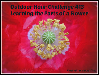 https://naturestudyhomeschool.com/2008/05/green-hour-challenge-13-flower-parts.html