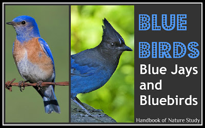 Blue+Birds+@HBNatureStudy.jpg