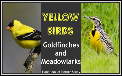 Yellow+Birds+Goldfinches+and+Meadowlarks+@HBNatureStudy.jpg