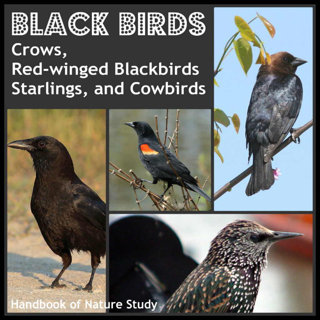 Black+Birds+nature+study+@handbookofnaturestudy.blogspot.com.jpg
