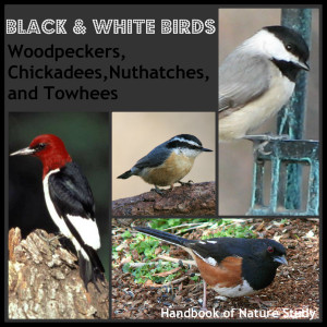 Black and White Birds Nature study @handbookofnature