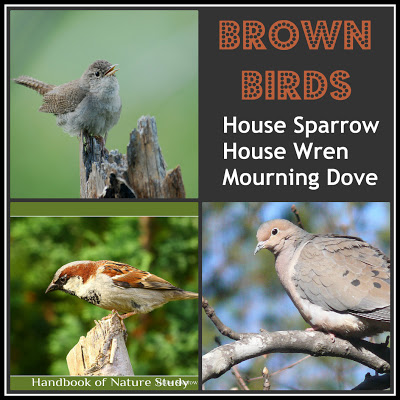 Brown+Birds+Sparrow+Wren+Dove+@HBNatureStudy.jpg