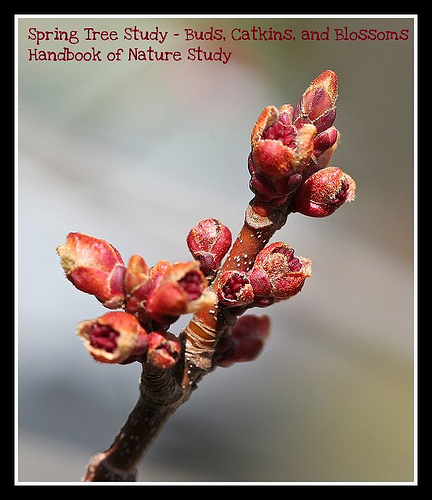 buds and catkins @handbookofnaturestudy