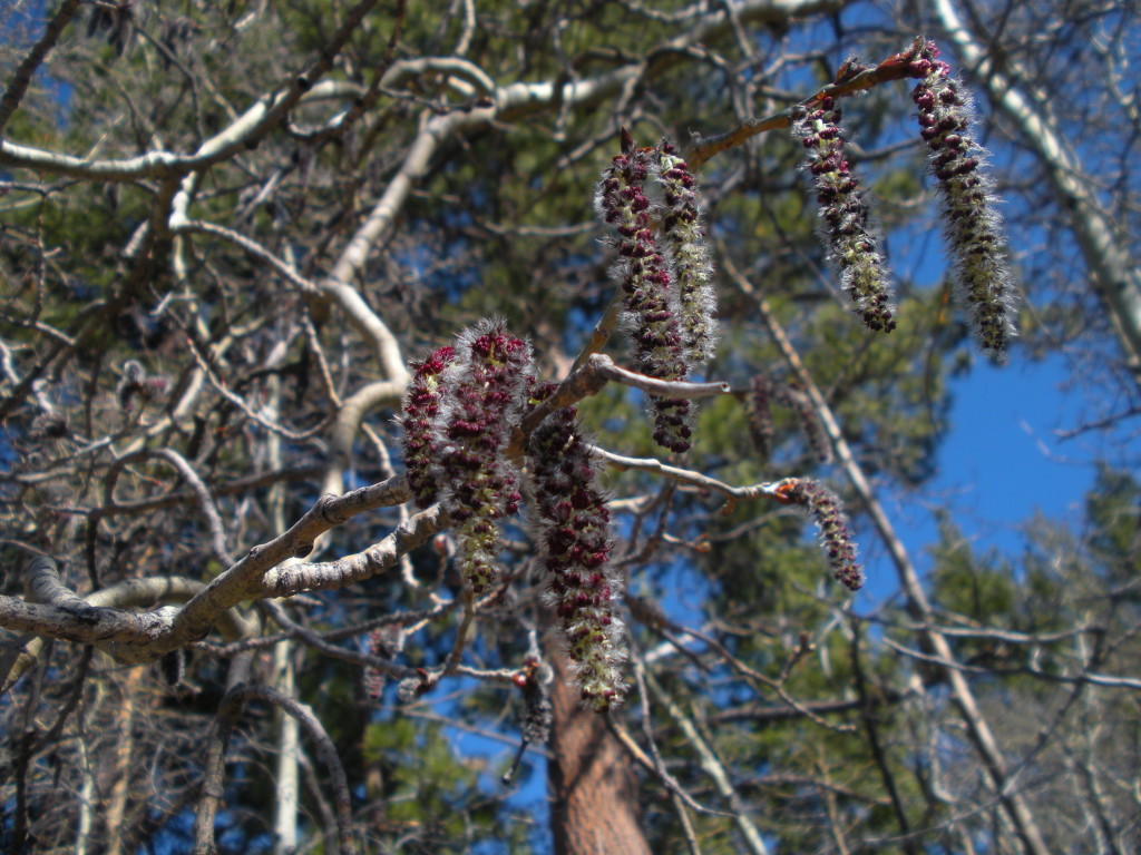 Catkins