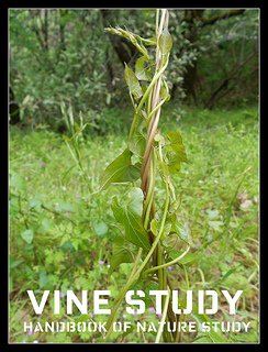 Vine Nature Study Sweet Peas @handbookofnaturestudy