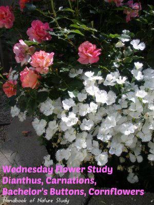 Wednesday Flower Study Dianthus Carnations Bachelors Buttons @handbookofnaturestudy