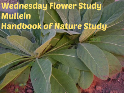 Wednesday Flower Study Mullein