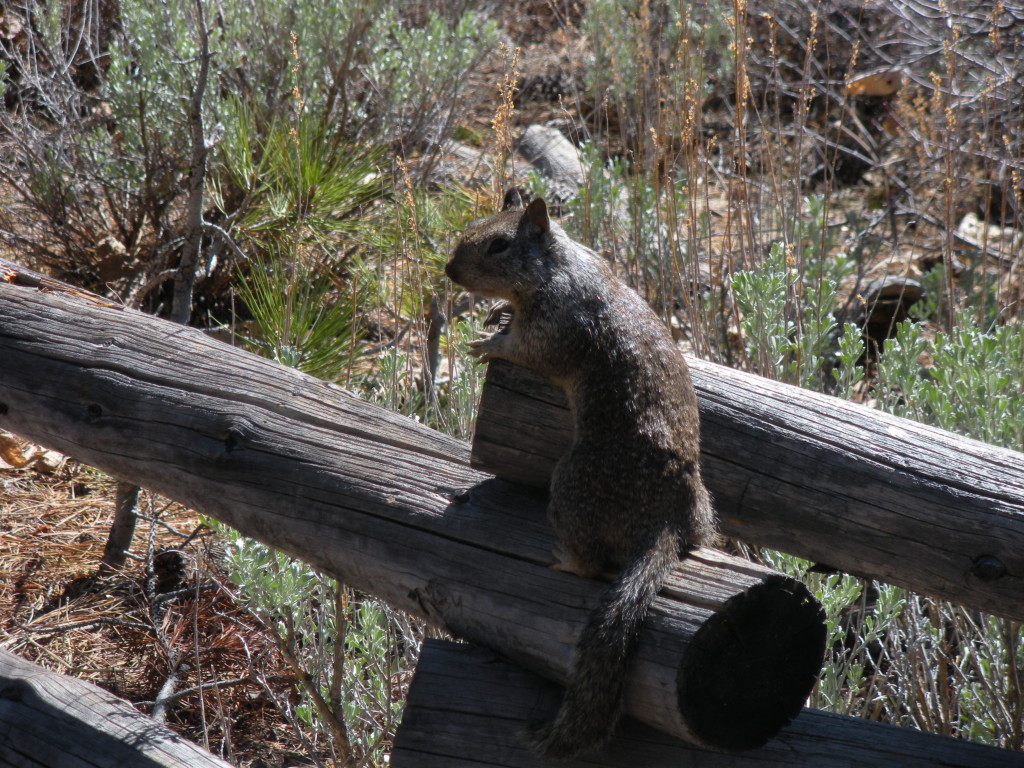 ground squirrel