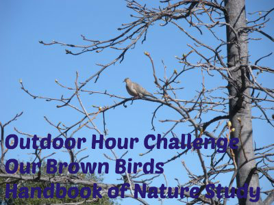 outdoor Hour Challenge Brown Birds @handbookofnaturestudy
