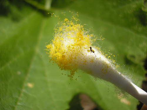 collecting pollen qtip