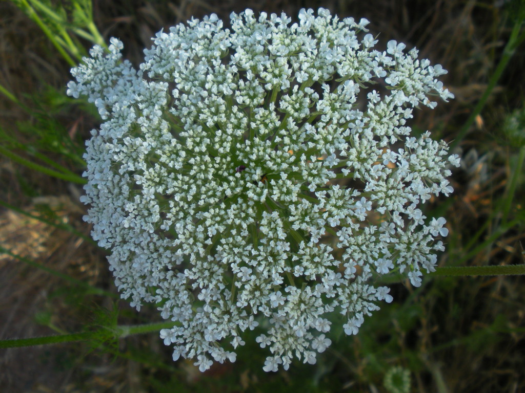 summer queen anne's lace