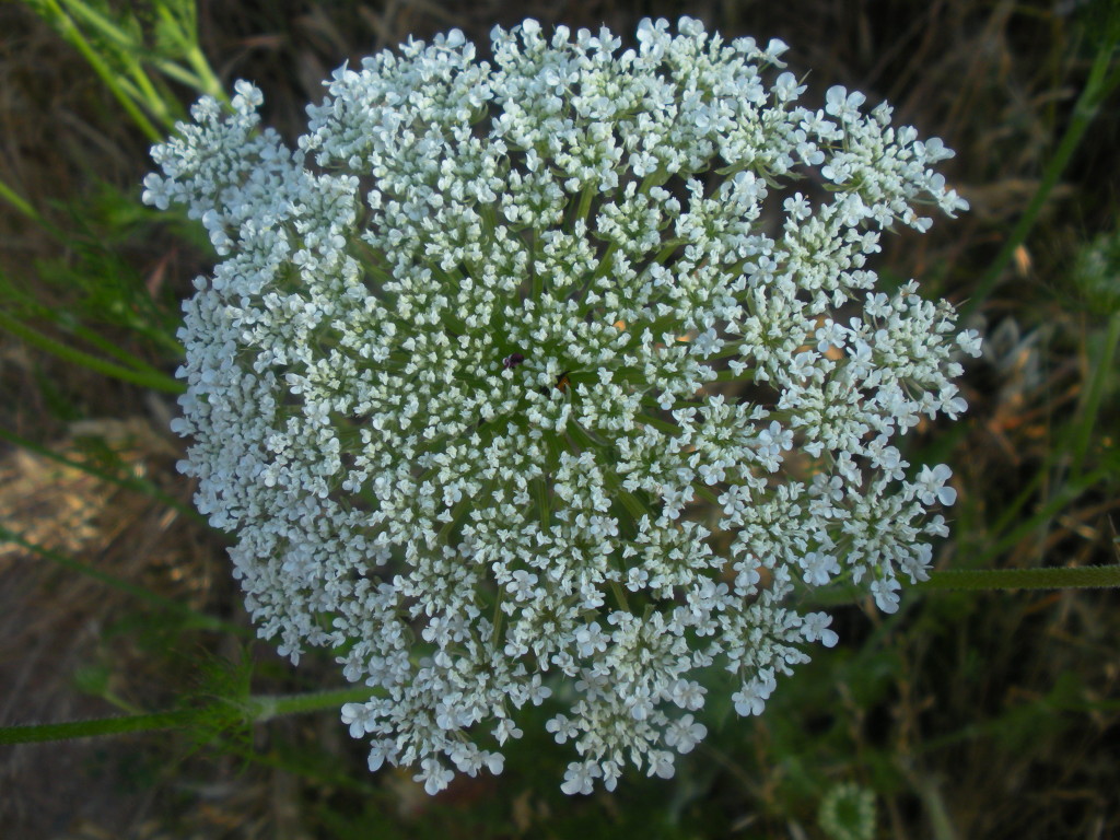 6 09 queen annes lace (1)