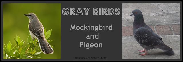 Gray+Birds+Nature+Study+@handbookofnaturestudy.blogspot.com.jpg