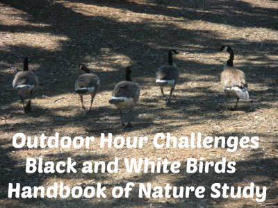 Outdoor Hour challenge Black and White birds @handbookofnaturestudy