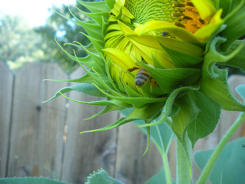 bee crawling inside sunflower