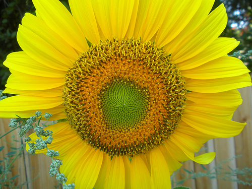 lemon sunflower