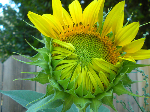unfolding sunflower