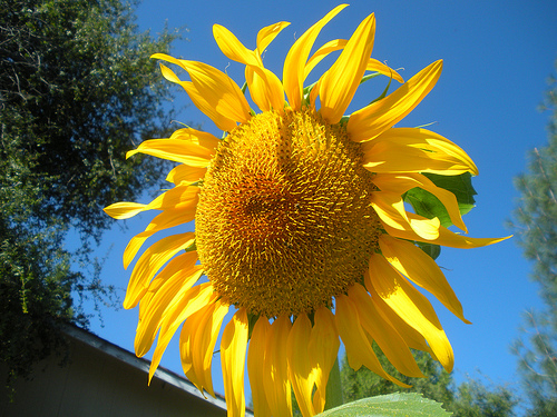Mammoth sunflower with blue sky